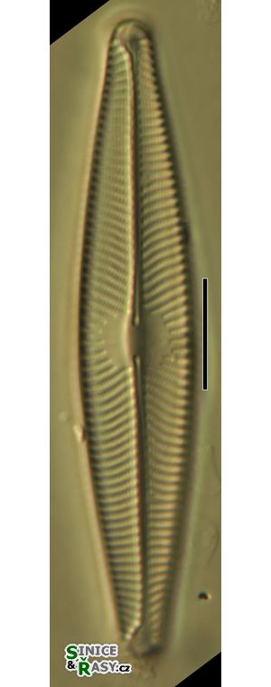 Navicula lanceolata
