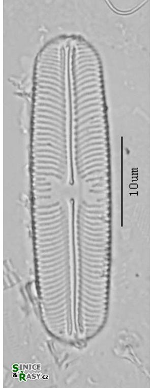 Sellaphora pupula