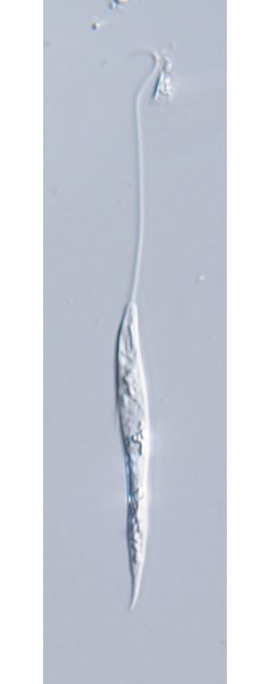 Heteronema leptosomum