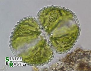 Cosmarium tetraophthalmum