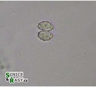 Dicellula planctonica 