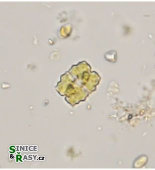 Eurastrum denticulatum