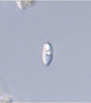 Rhabdomonas intermedia