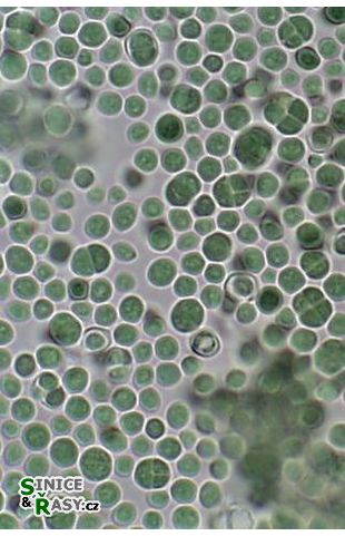 Chroococcidiopsis