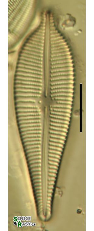 Gomphonema augur