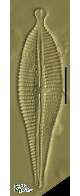 Gomphonema augur