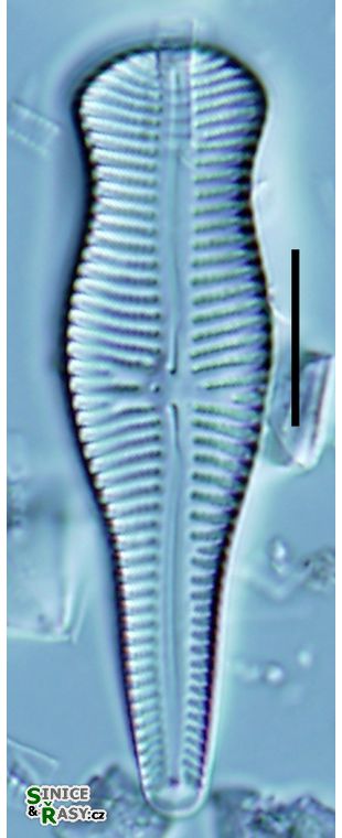 Gomphonema truncatum