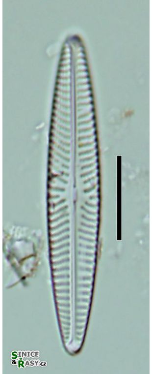 Navicula