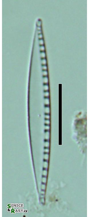Nitzschia sociabilis