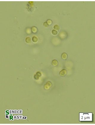 Chroococcus minor