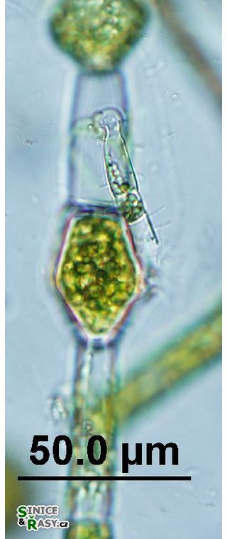 Oedogonium sexangulare