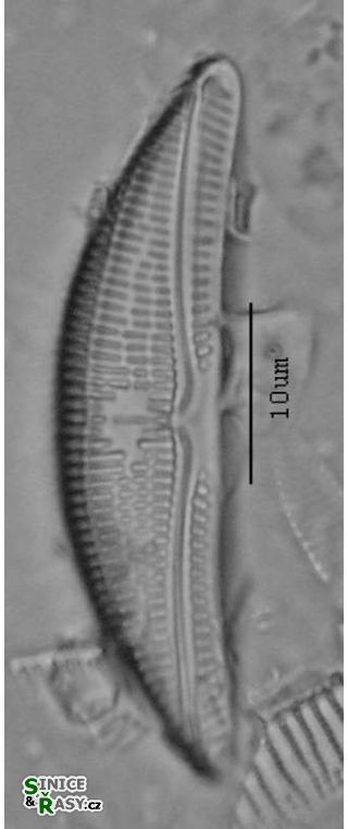 Amphora lybica
