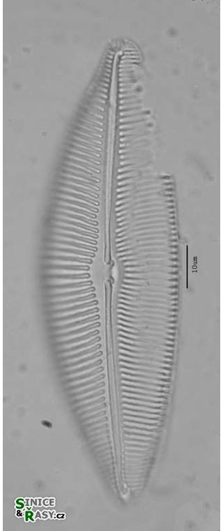 Cymbopleura inaequalis
