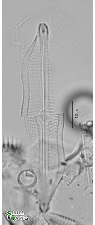Neidium hitchcockii