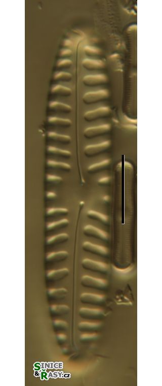 Pinnularia borealis