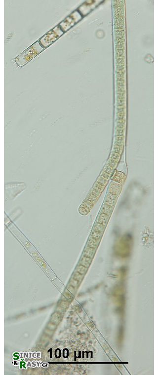 Tolypothrix tenuis