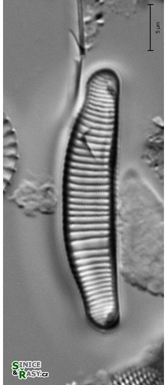 Eunotia minor
