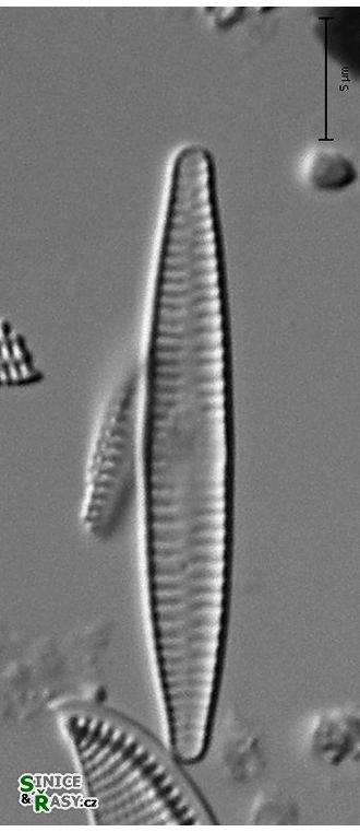 Fragilaria capucina