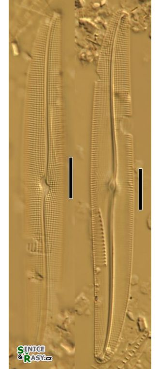 Gyrosigma nodiferum