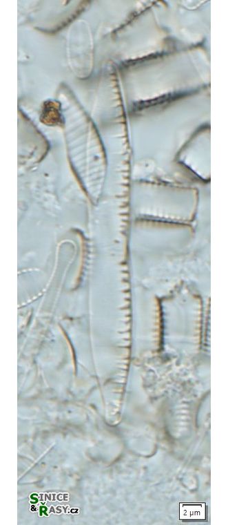 Nitzschia hamburgiensis