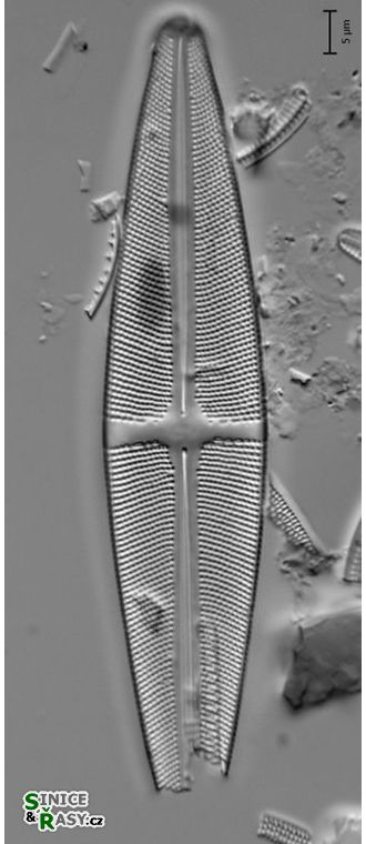 Stauroneis phoenicenteron