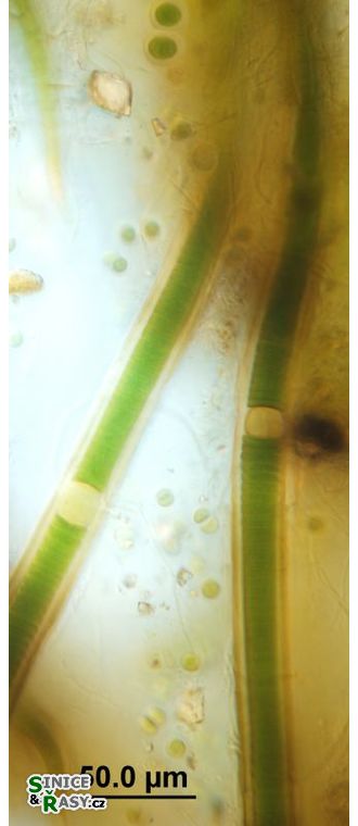 Nodularia spumigena var. maior