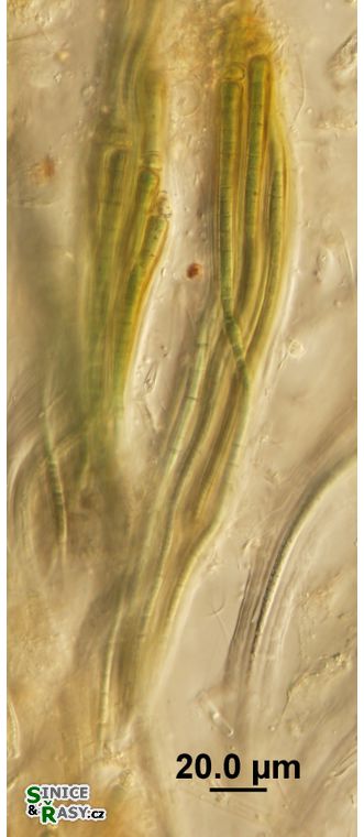 Dichothrix ledereri