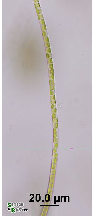 Klebsormidium cf. flaccidum