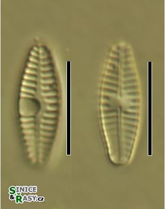 Planothidium frequentissimum