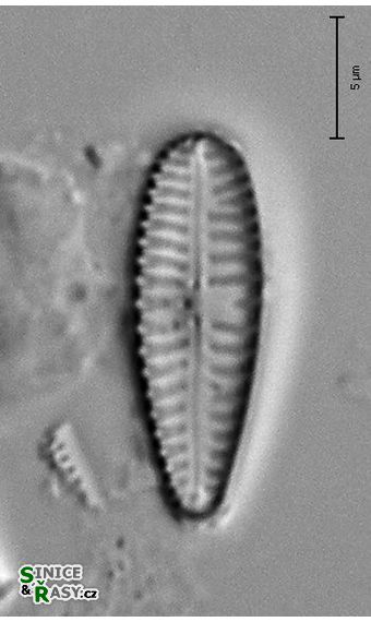 Gomphonema minutum