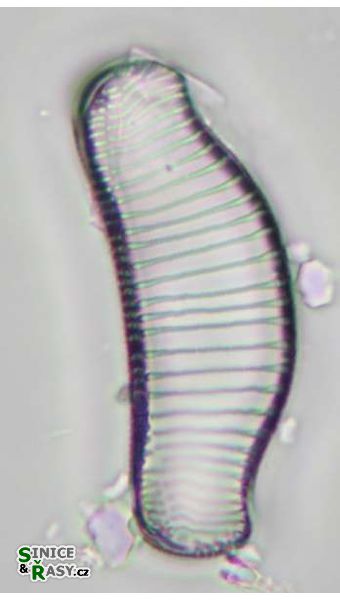 Eunotia praerupta