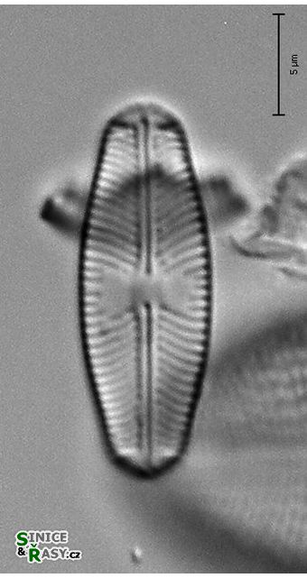 Sellaphora