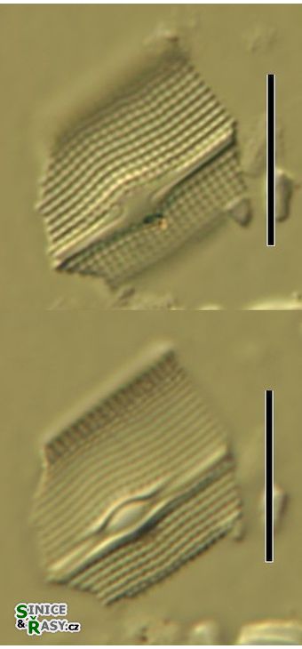 Gyrosigma spencerii