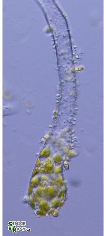 Protosiphon botrydoides