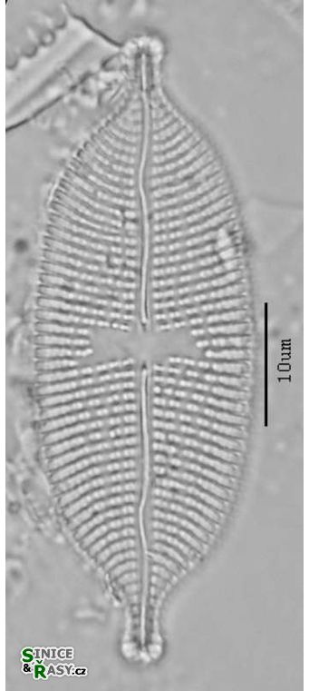 Aneumastus tusculus