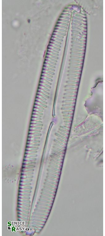 Pinnularia viridis