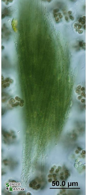 Aphanizomenon