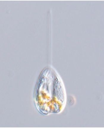 Petalomonas angusta