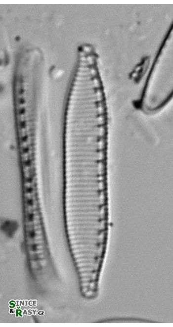 Nitzschia hantzschiana