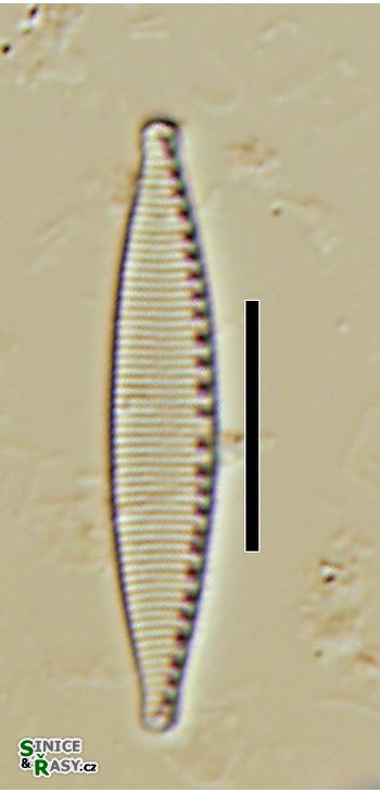Nitzschia fonticola