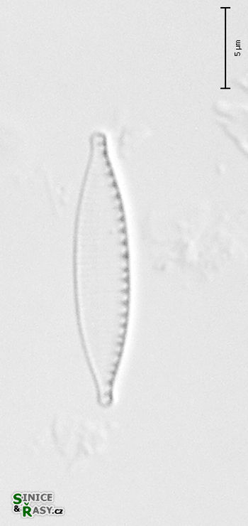Nitzschia desertorum