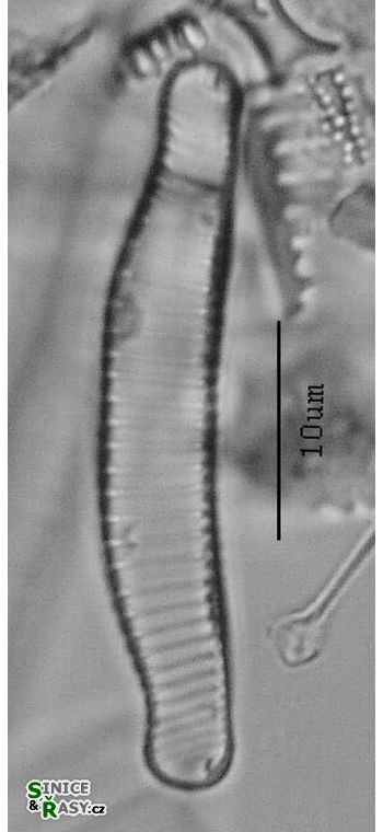 Eunotia arcus