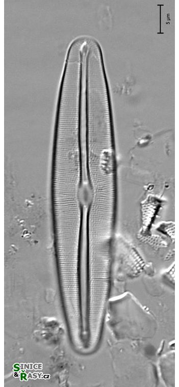 Fustluia vulgaris