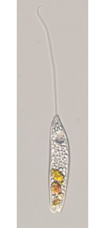 Pseudoperanema trichophorum