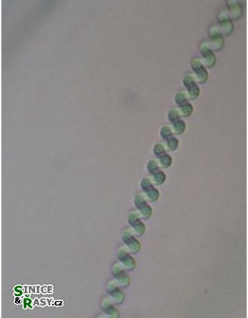 Spirulina