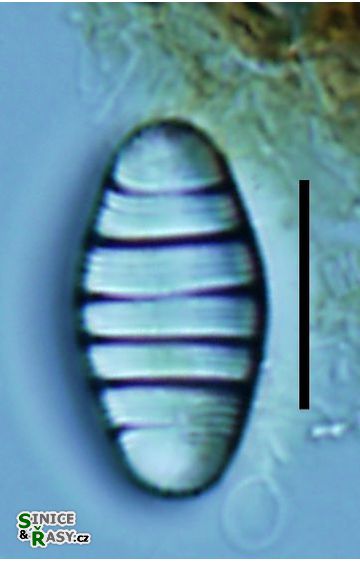Diatoma mesodon