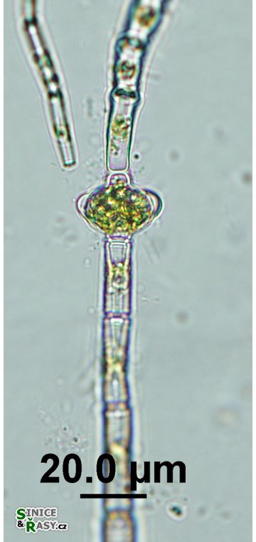 Oedogonium itzigsohnii