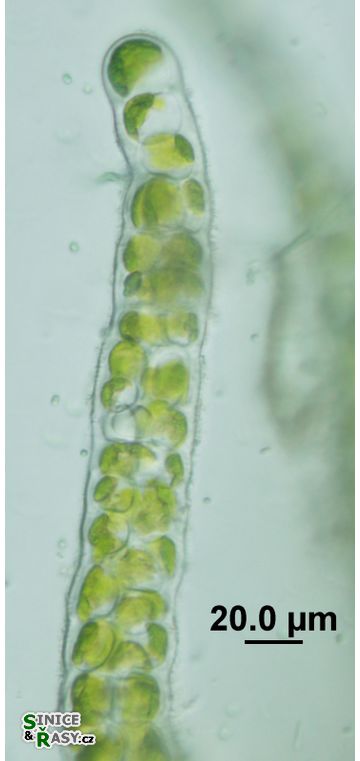Ulva flexuosa