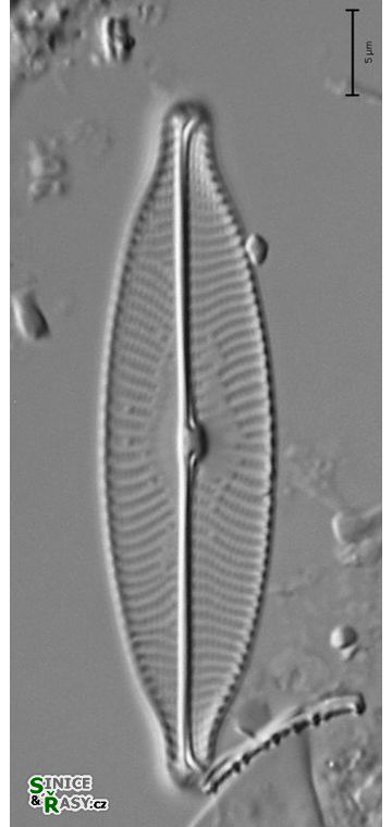 Navicula rostellata