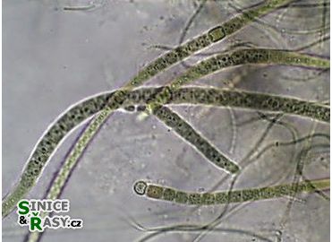 Microchaete